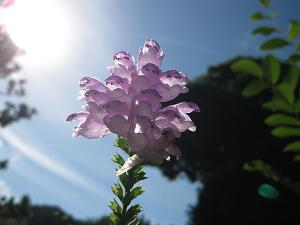 IMG_6159.JPG 2048x1536 974KB 