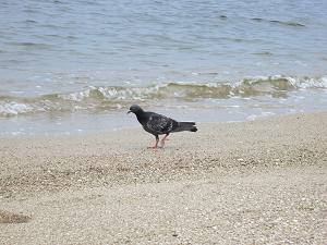 IMG_0590.JPG 4000x3000 3,390KB 